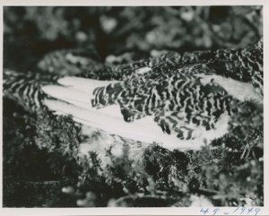 Image of Ptarmigan on nest